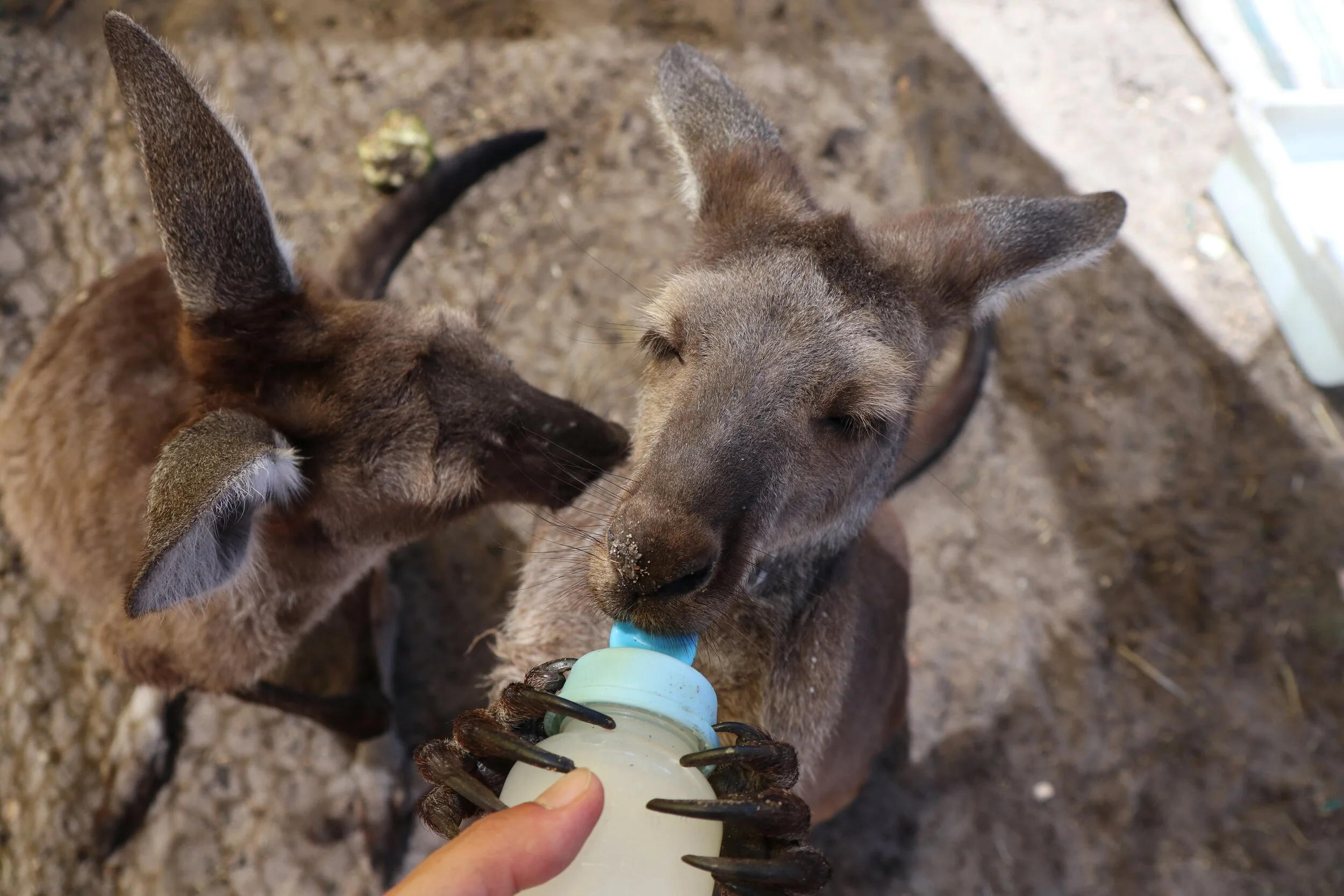 野生動物レスキューセンターで働いて気付いた、気候危機と野生動物の